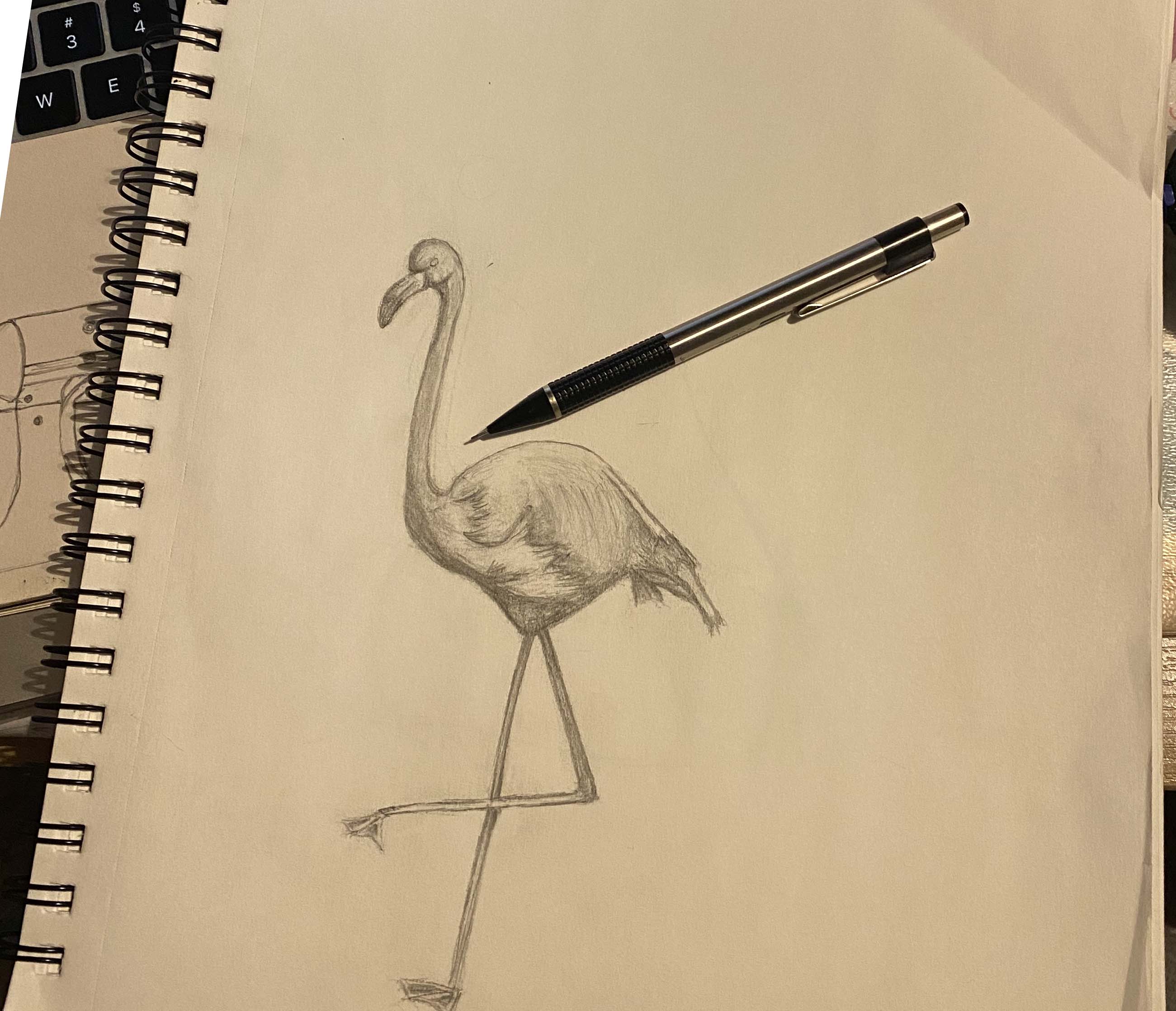 Flamingo